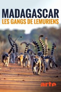 Madagaskar - Bandenkrieg der Lemuren Cover, Poster, Blu-ray,  Bild
