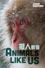 Cover Tiere wie wir, Poster, Stream
