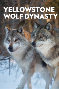 Die Wölfe des Yellowstone Cover, Poster, Blu-ray,  Bild