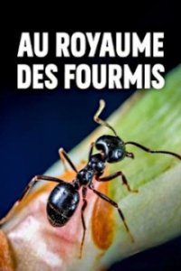 Im Königreich der Ameisen Cover, Poster, Blu-ray,  Bild