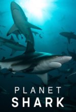 Cover Planet Hai, Poster, Stream
