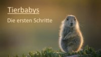 Cover Tierbabys – Die ersten Schritte, TV-Serie, Poster