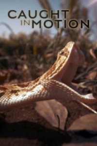 Tierische Perfektion Cover, Online, Poster