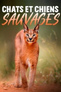 Wildkatzen und Wildhunde Cover, Poster, Blu-ray,  Bild