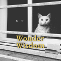 WonderWisdom Avatar, WonderWisdom Profilbild