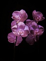 User Orchidee31, Profilbild